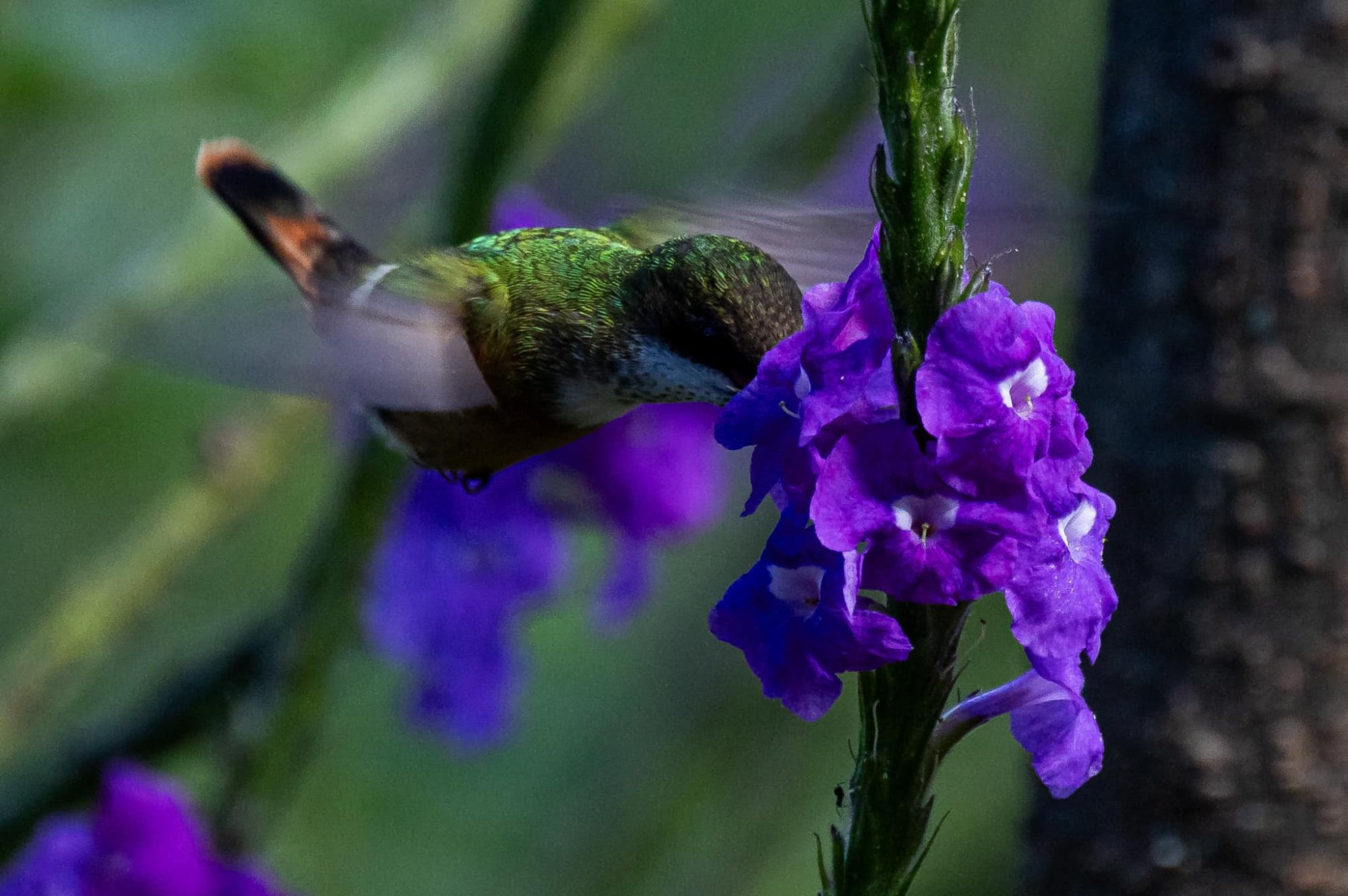 Hummingbird feeding