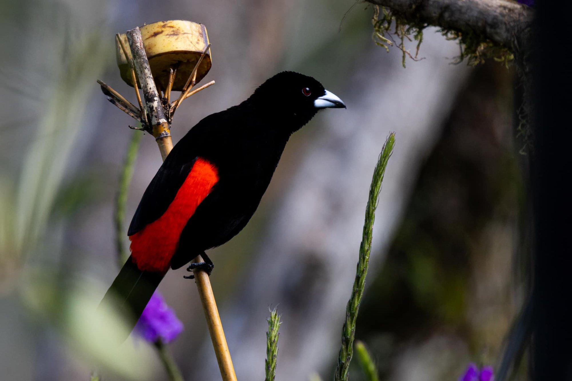 Cherrie's tanager