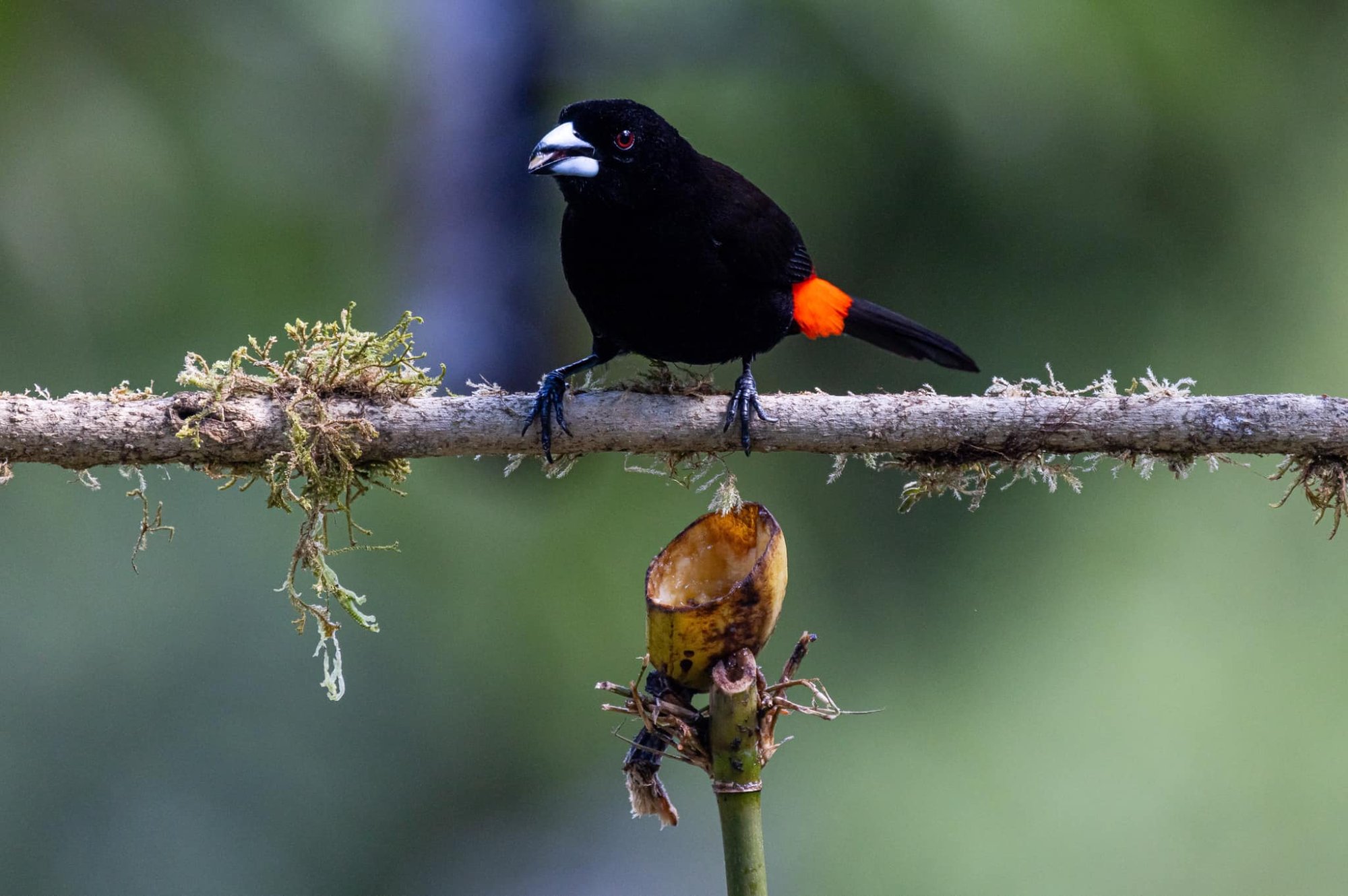 Tanager on branch