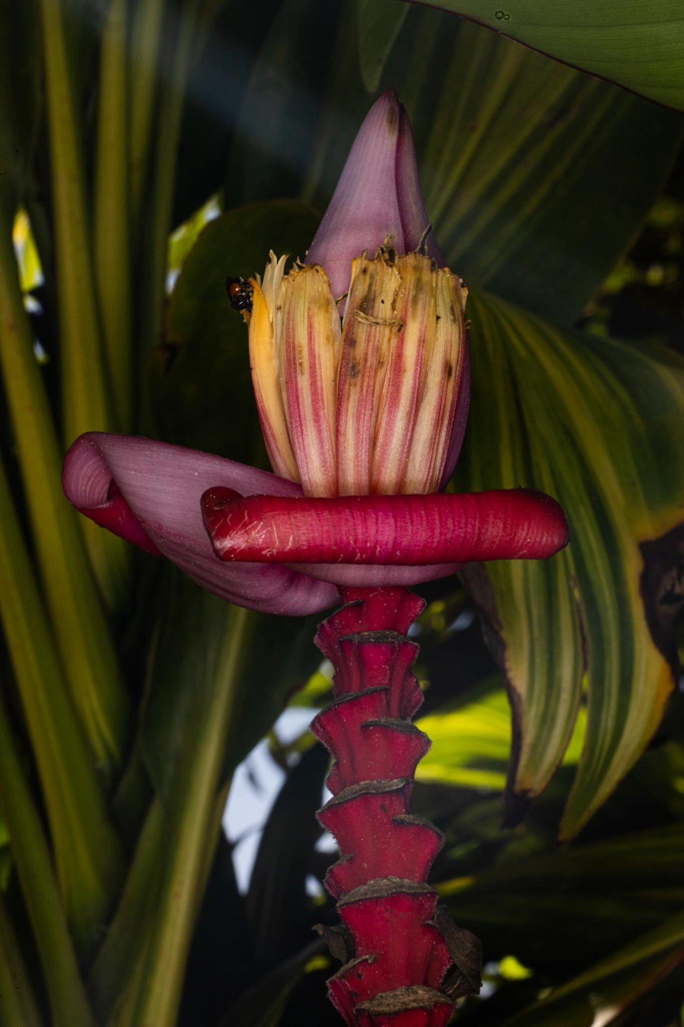 Banana flower blossom