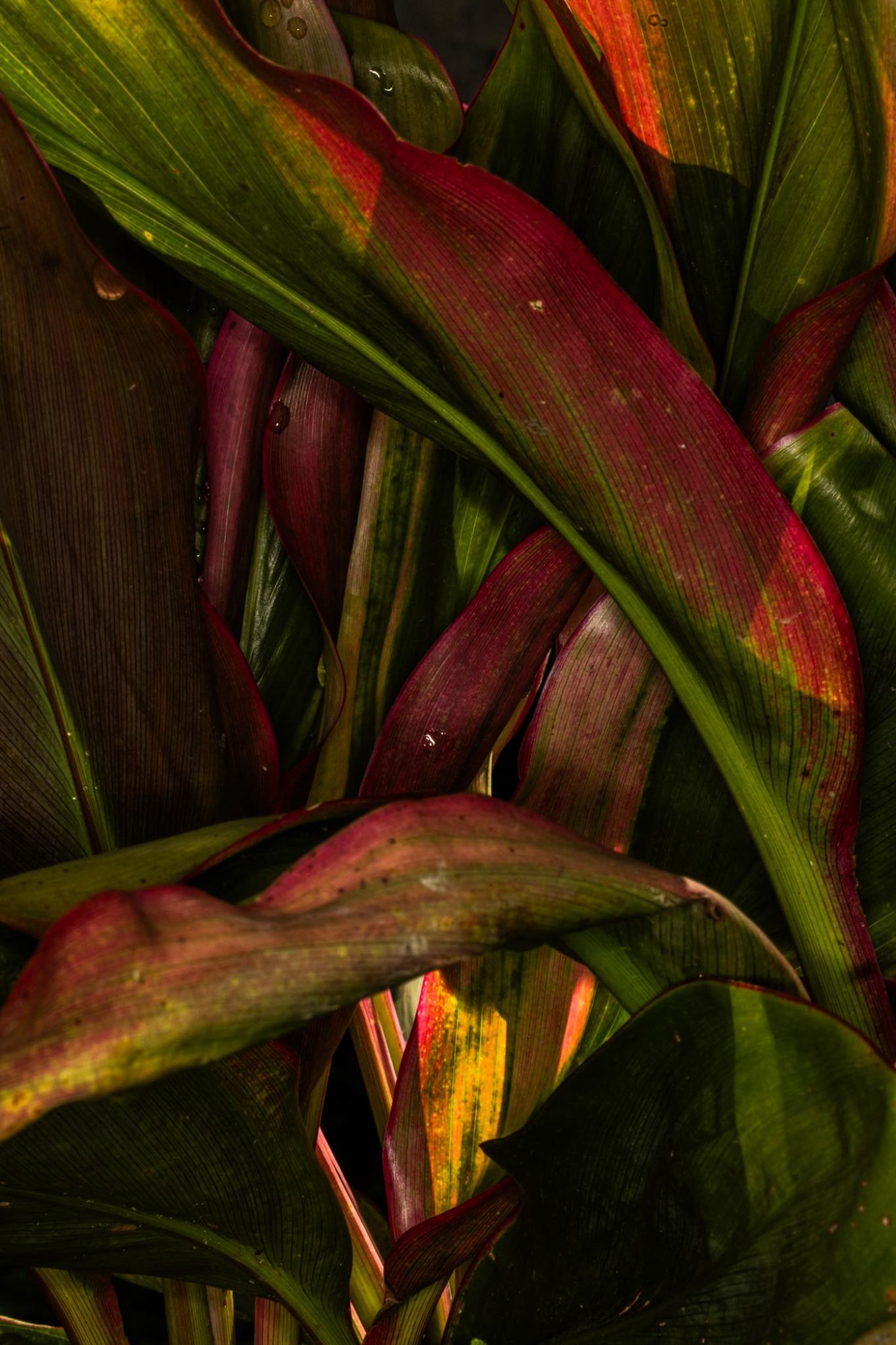 Tropical leaves