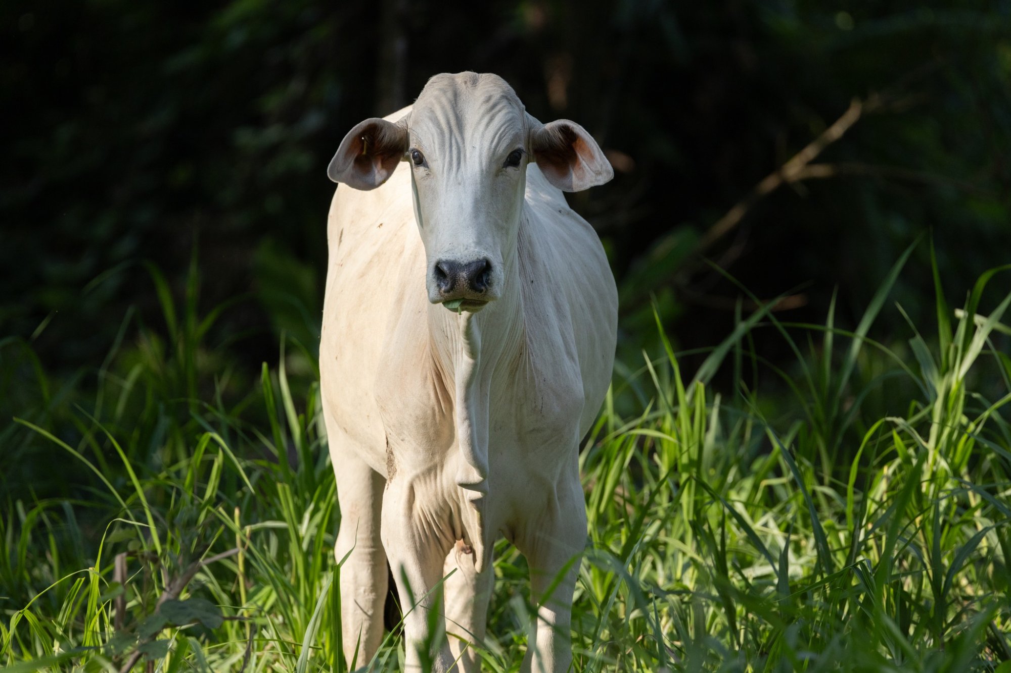 Brahman facing camera