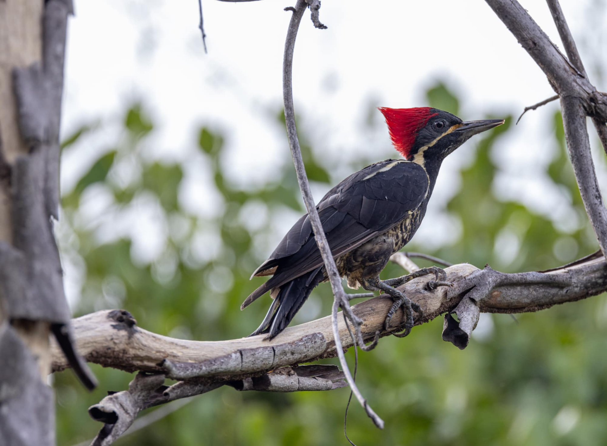 Red-crested woodpecker