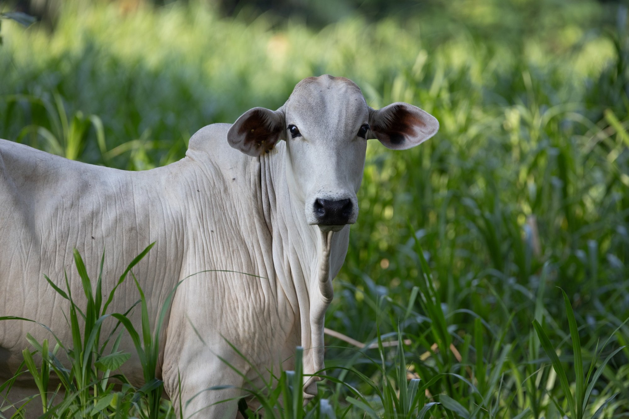 Brahman in grass