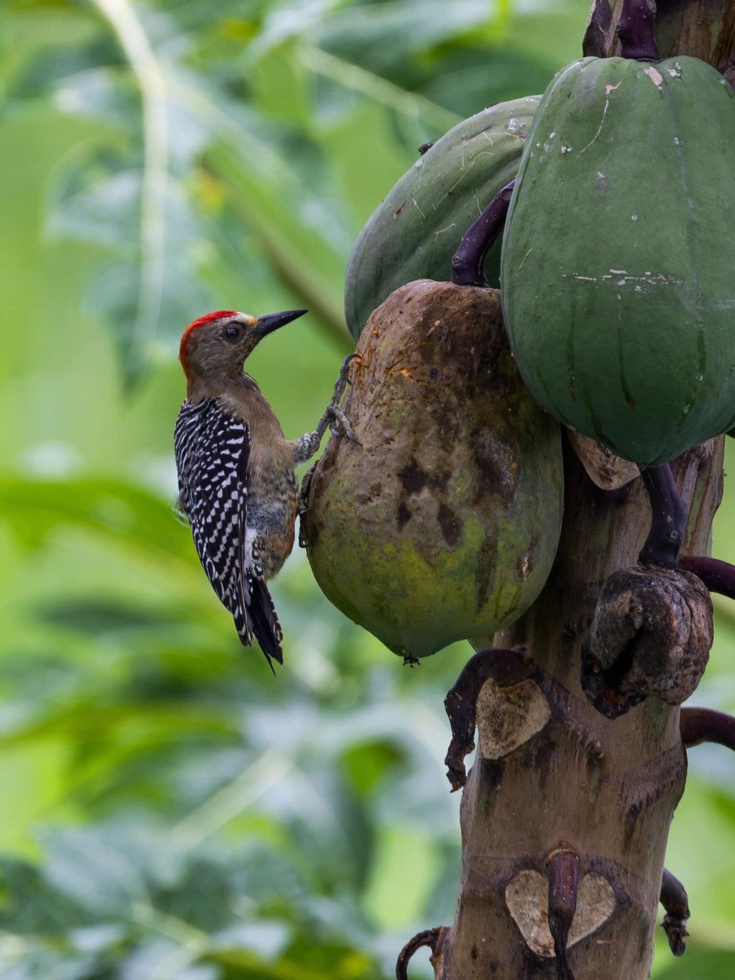 Woodpecker on papaya