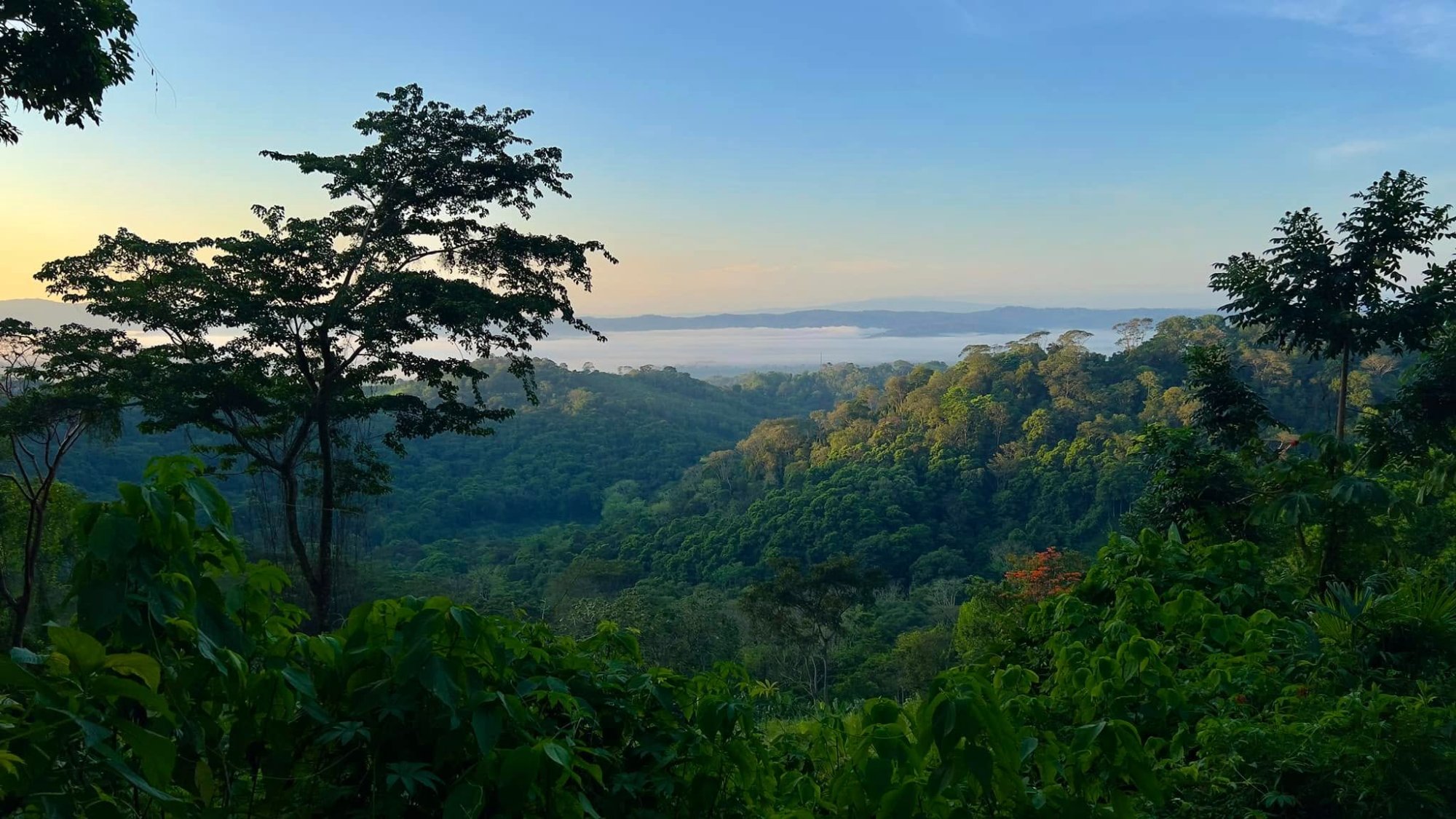 Forest valley dawn