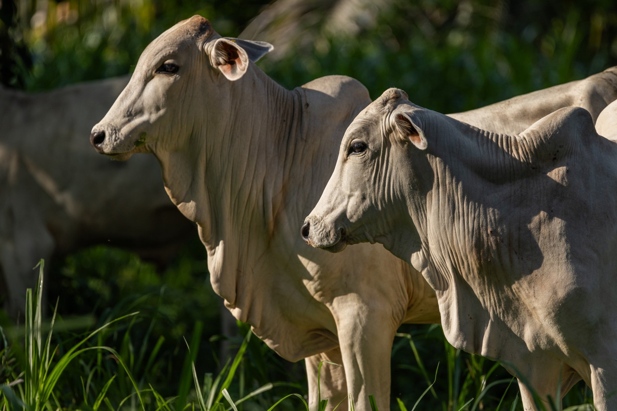 Two Brahman cows