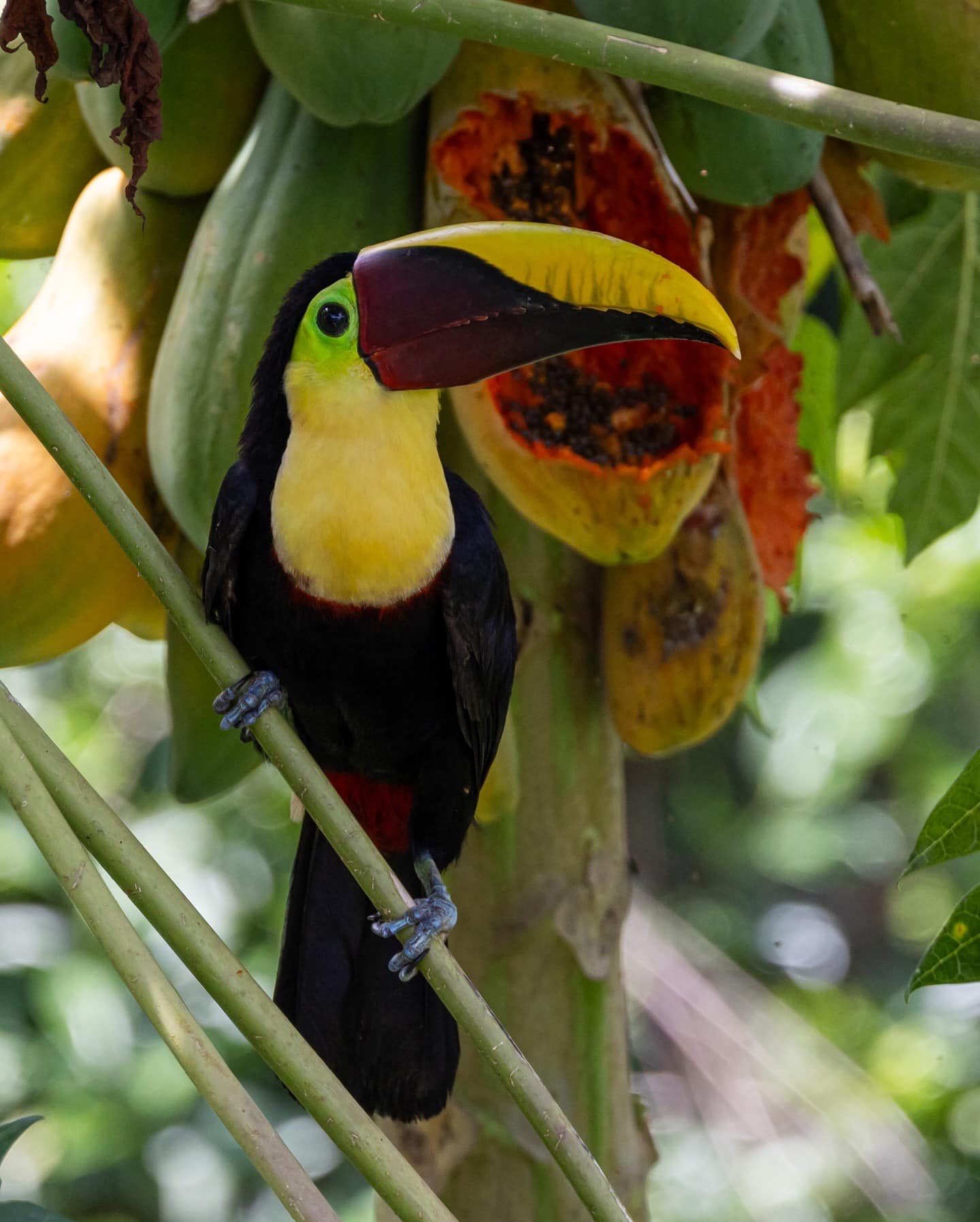 Toucan on papaya