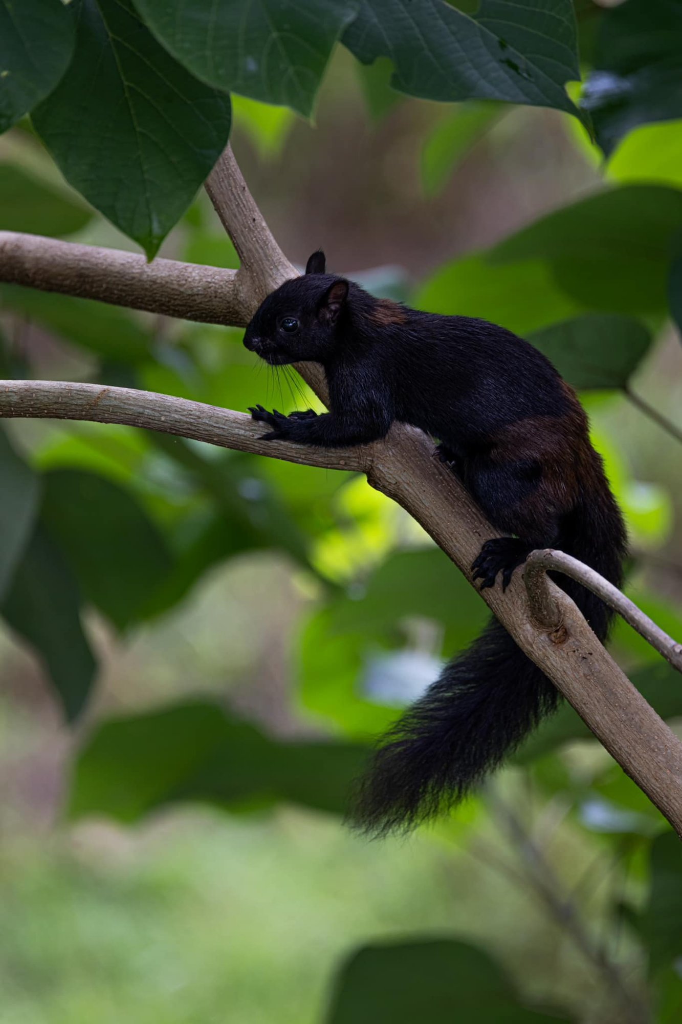 Black squirrel