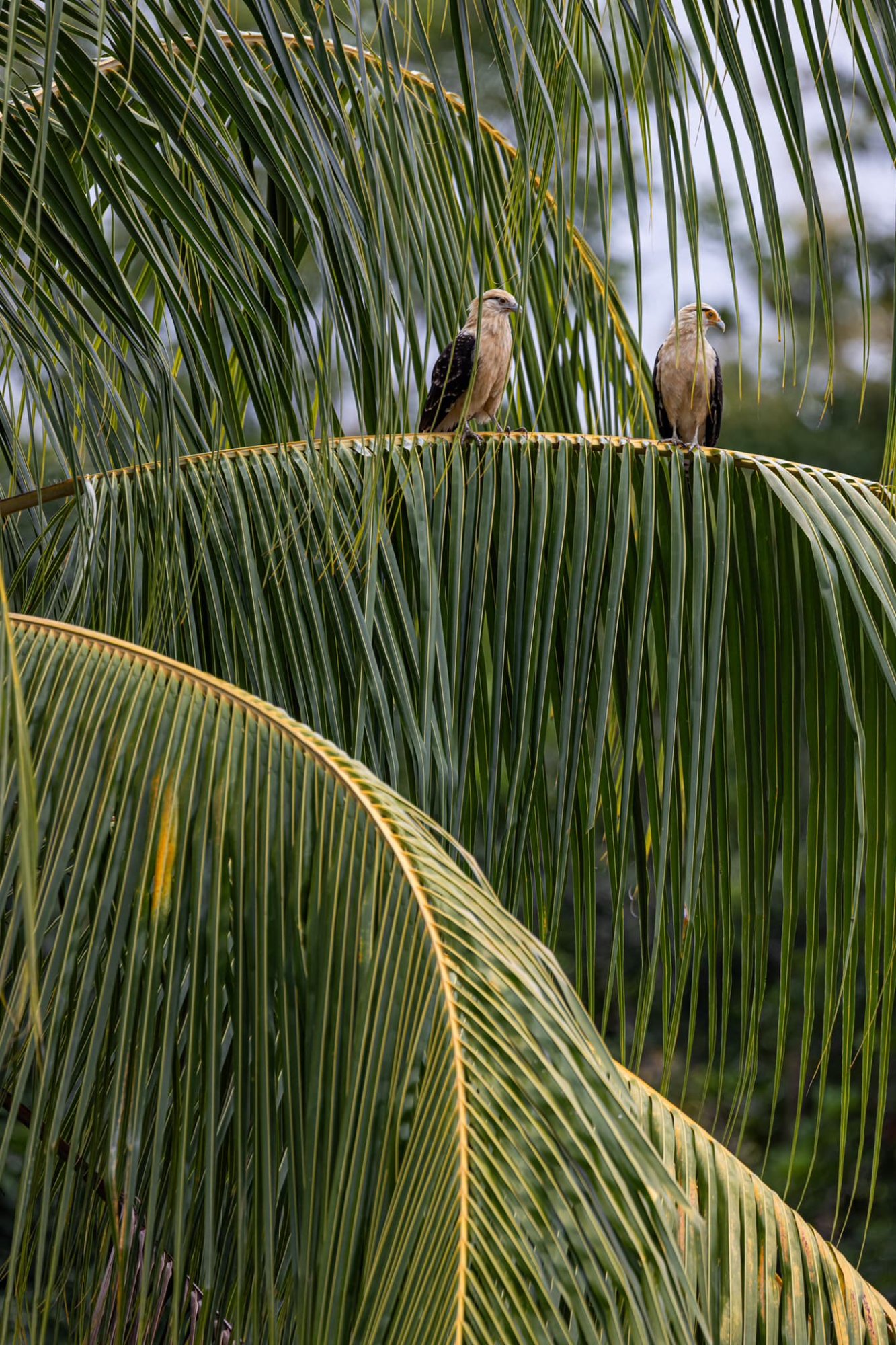 Caracara pair in palm