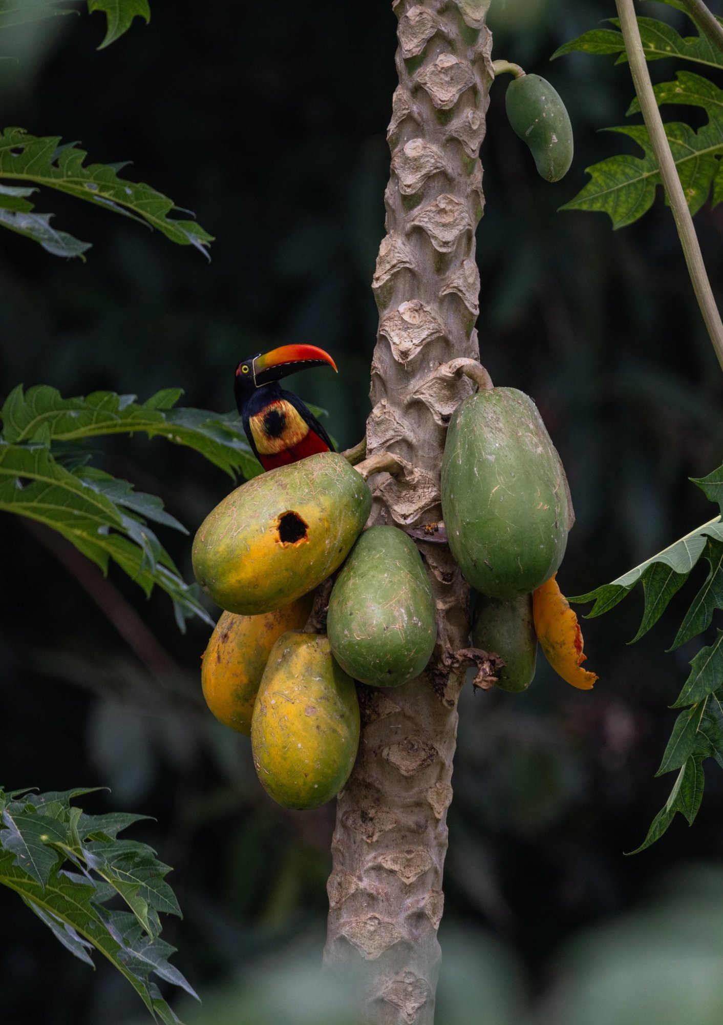 Aracari with papaya