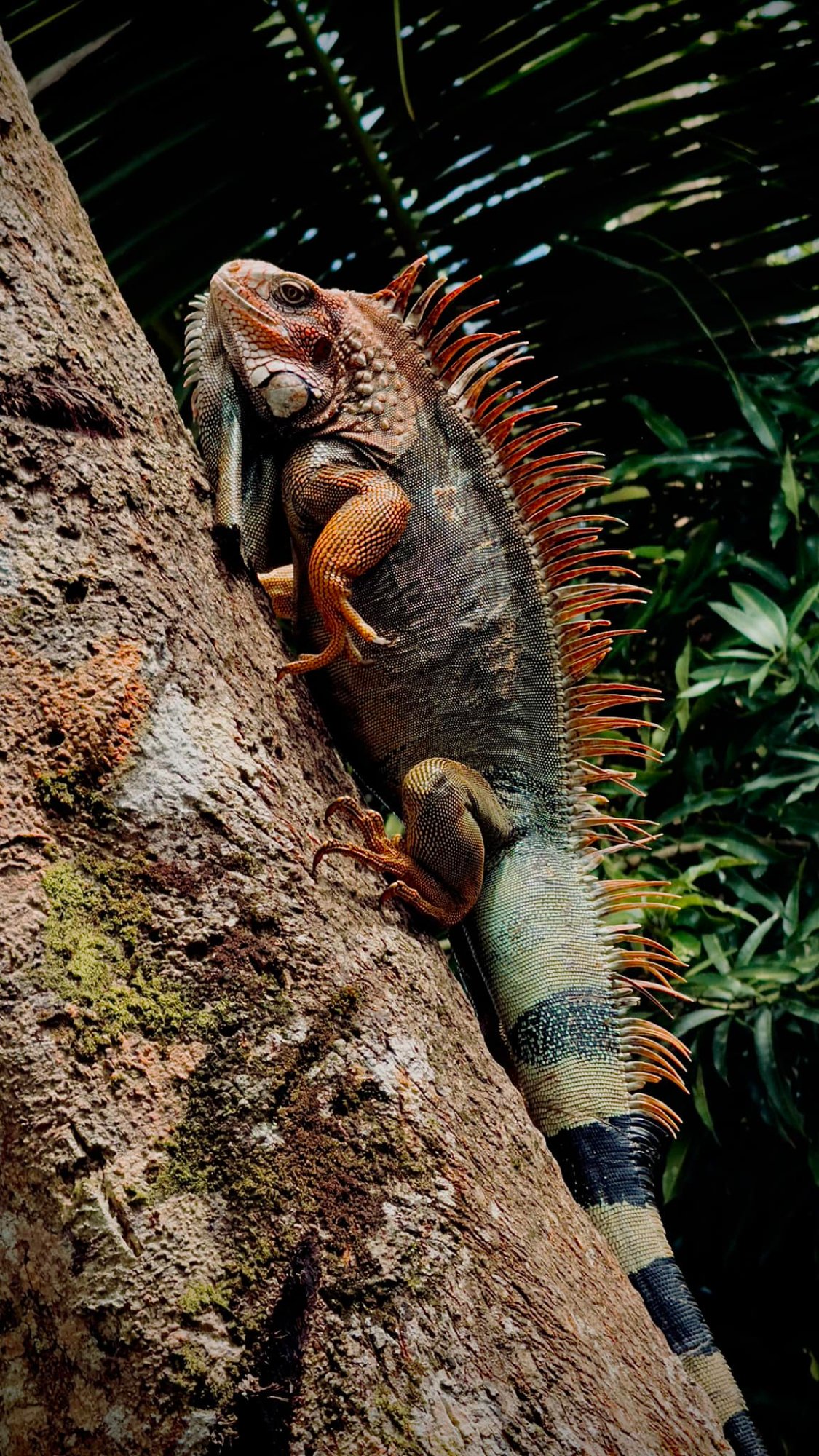 Iguana on tree trunk