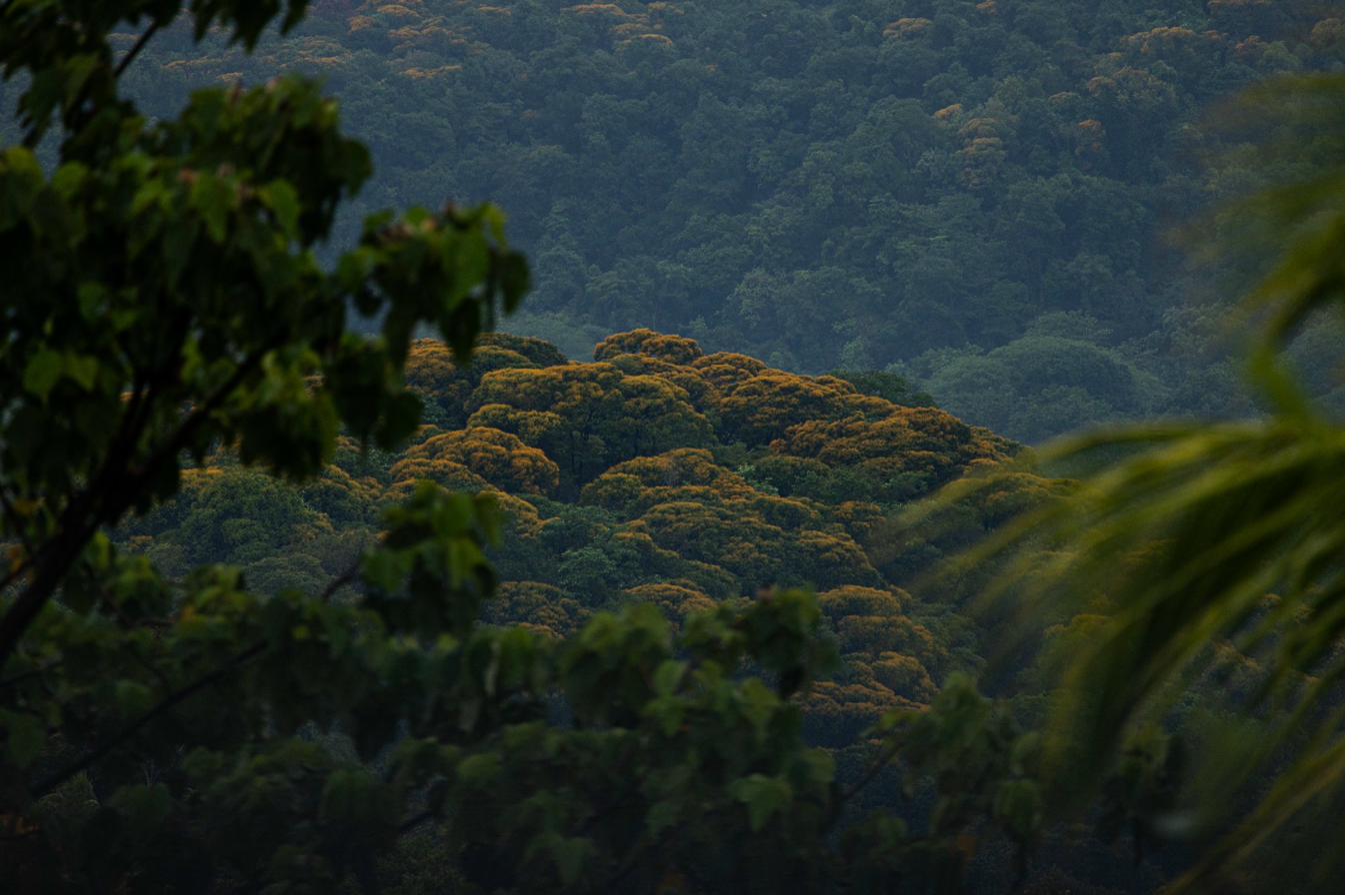 Rivers and primary forest