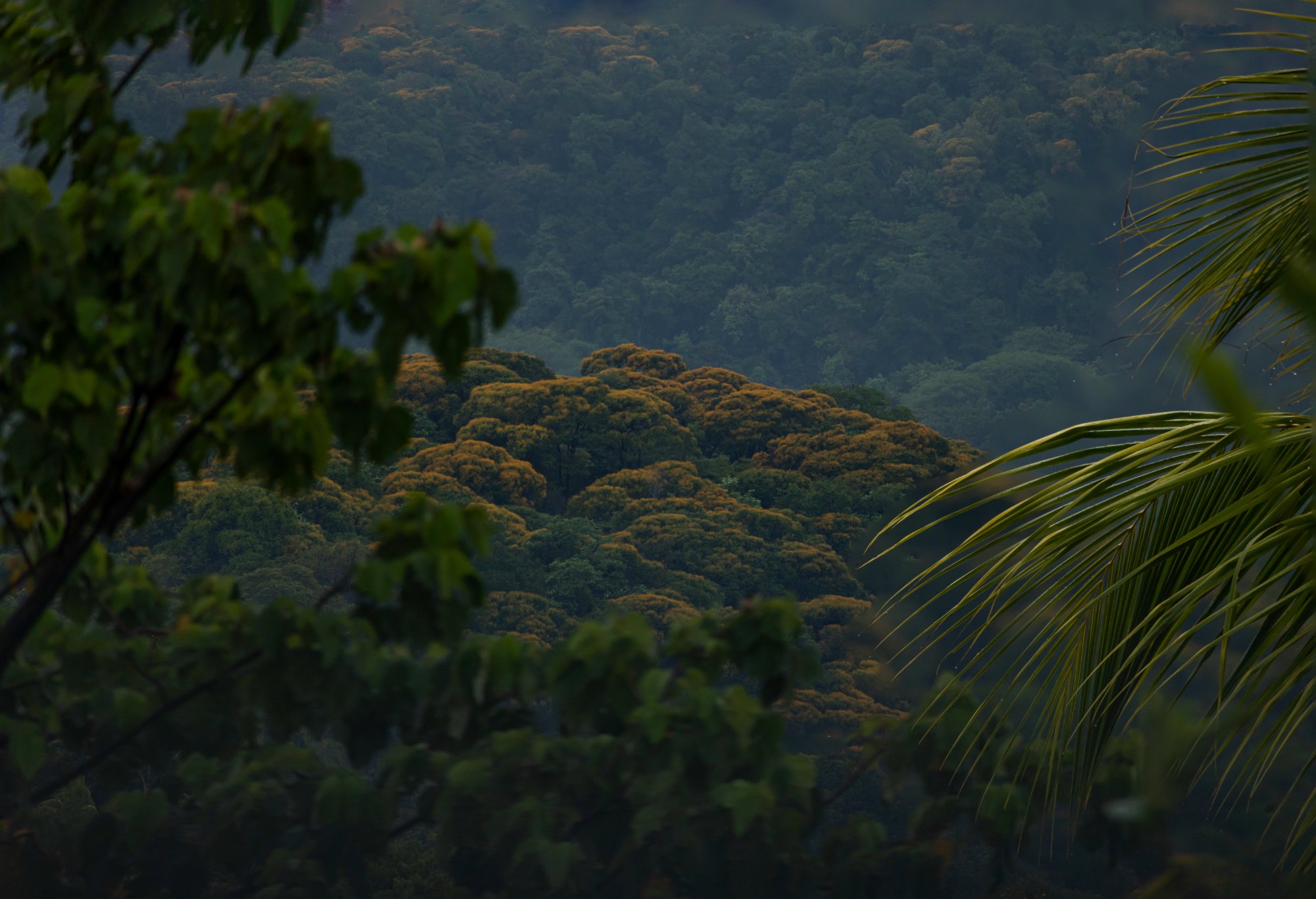 Valley at dawn — Osa Peninsula