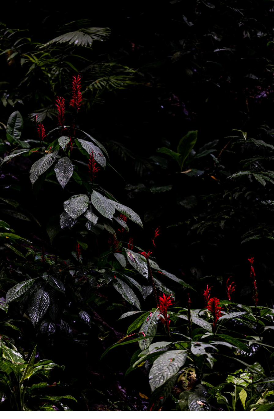Lodge structure — forest integration