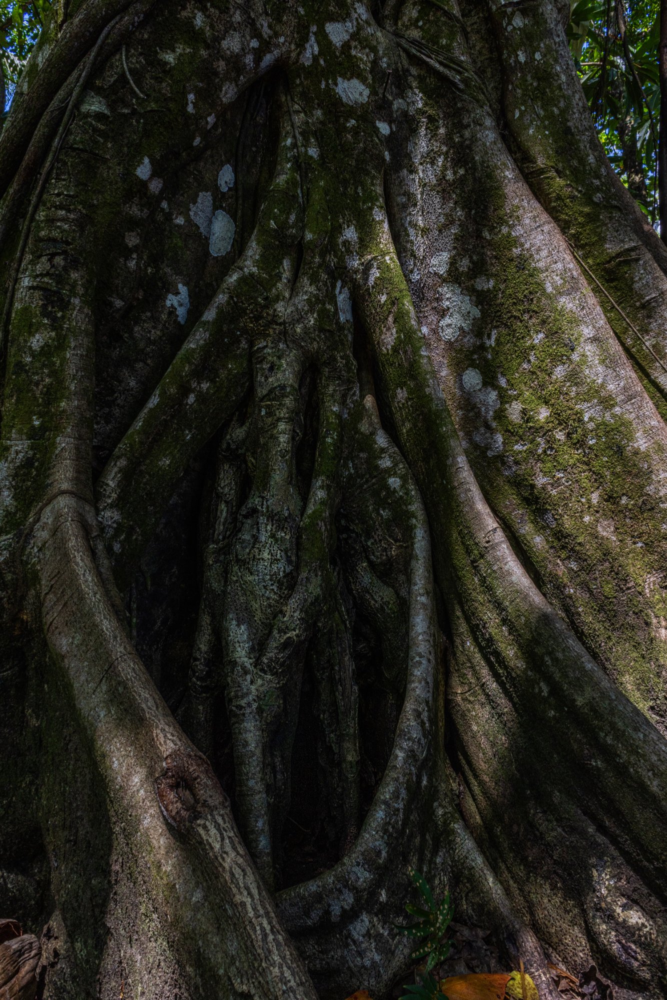 Ancient fig tree roots