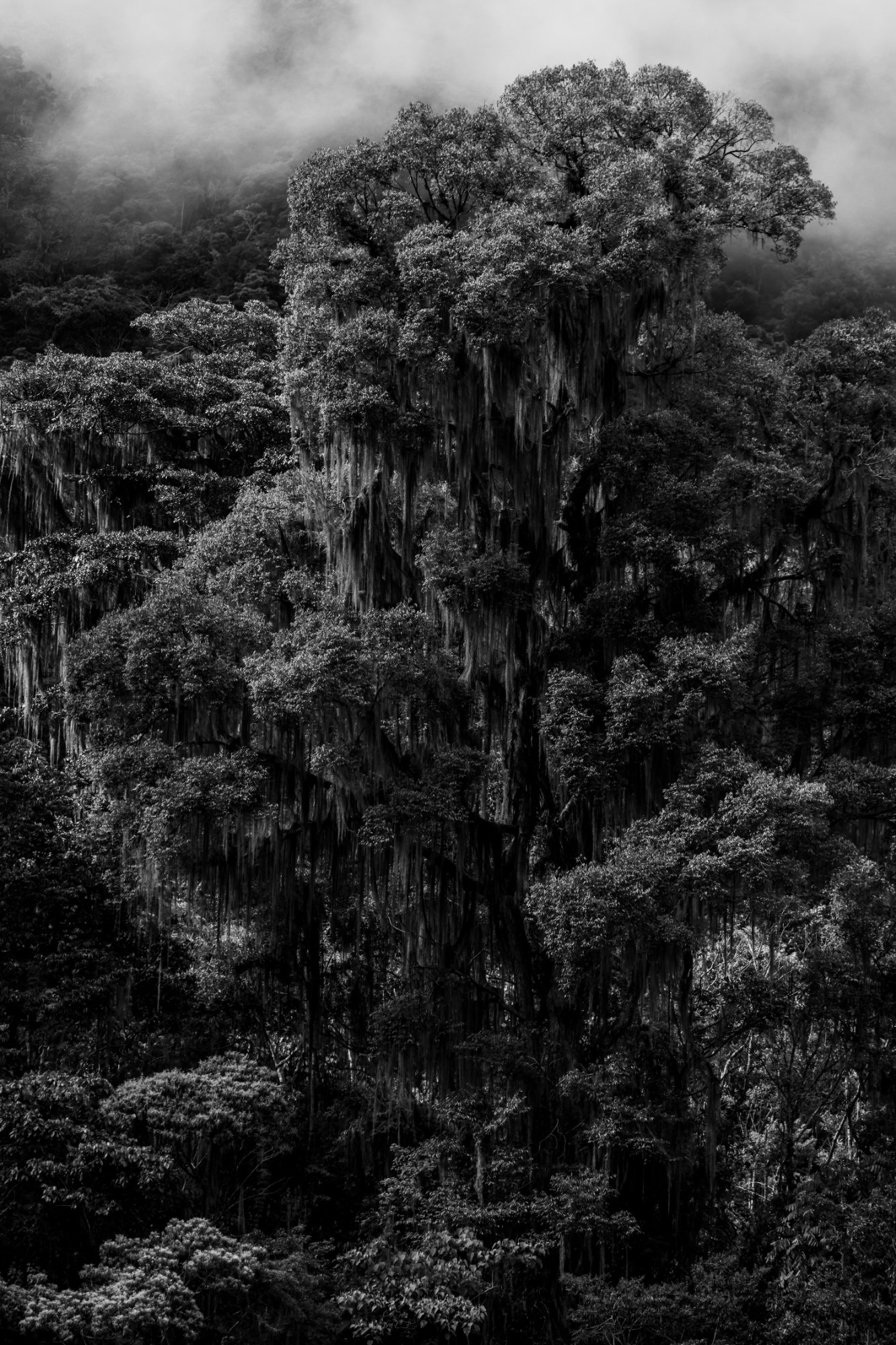 Forest portrait