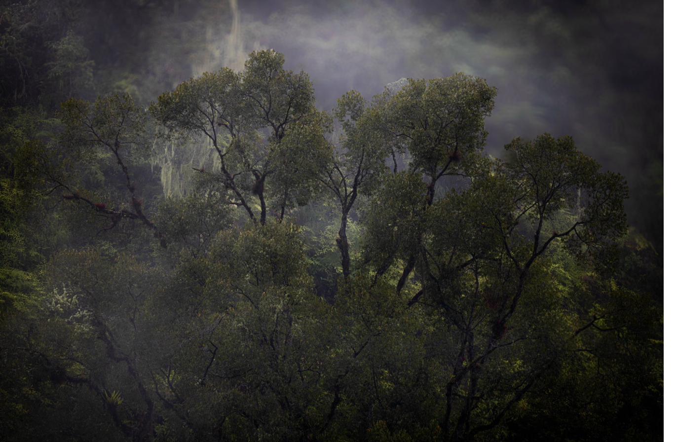 Golden canopy